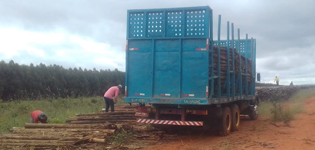 Leia mais sobre o artigo Denúncia: empresa retira madeira ilegalmente de Território Tradicional no Norte de Minas